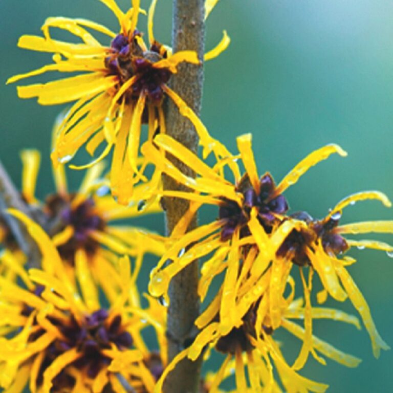 Can You Use Witch Hazel On Your Face?