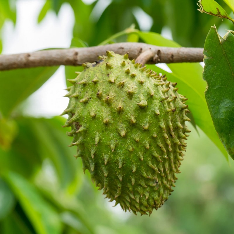 Soursop Benefits For Skin, Hair And Health