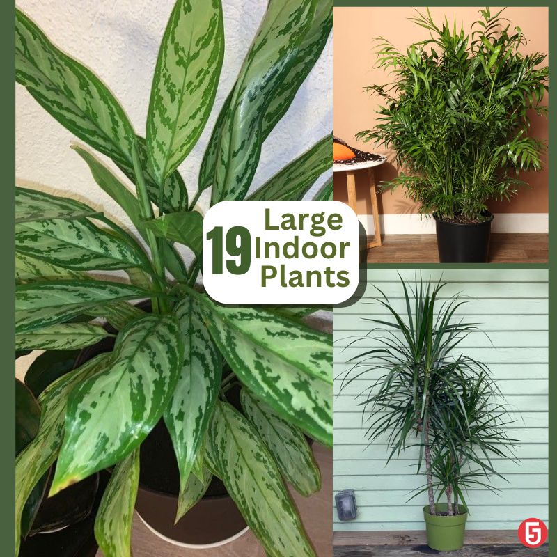 19 Large Indoor Plants To Elevate Your Space