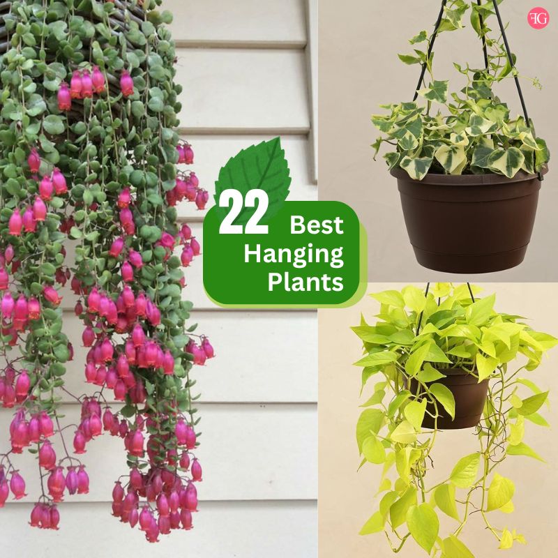 22 Best Hanging Plants For Your Home Or Office