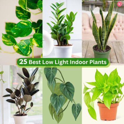 25 Best Low Light Indoor Plants For Home